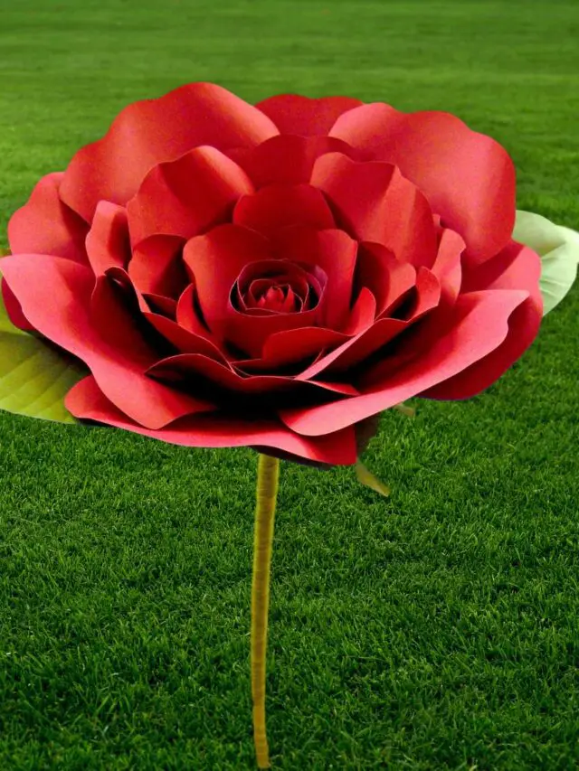 cropped-rose-and-grass.jpg