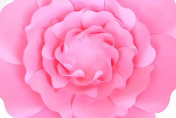 A close-up overhead view of the four layers of the Penelope paper rose flower. The petals overlap and are curled and shaped to be aesthetically pleasing and mesmerizing.