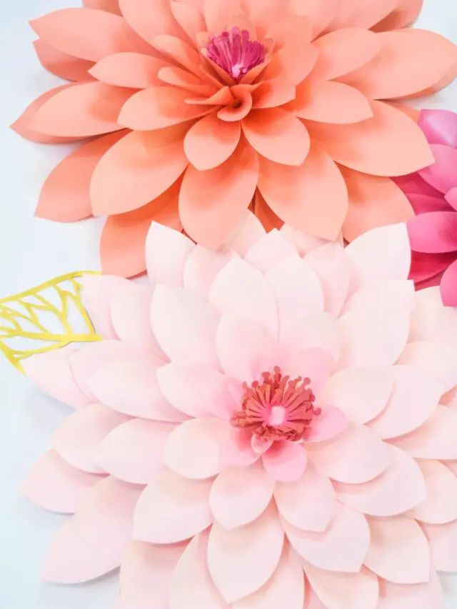 cropped-giant-emma-paper-dahlia-flower-scaled-1.jpg