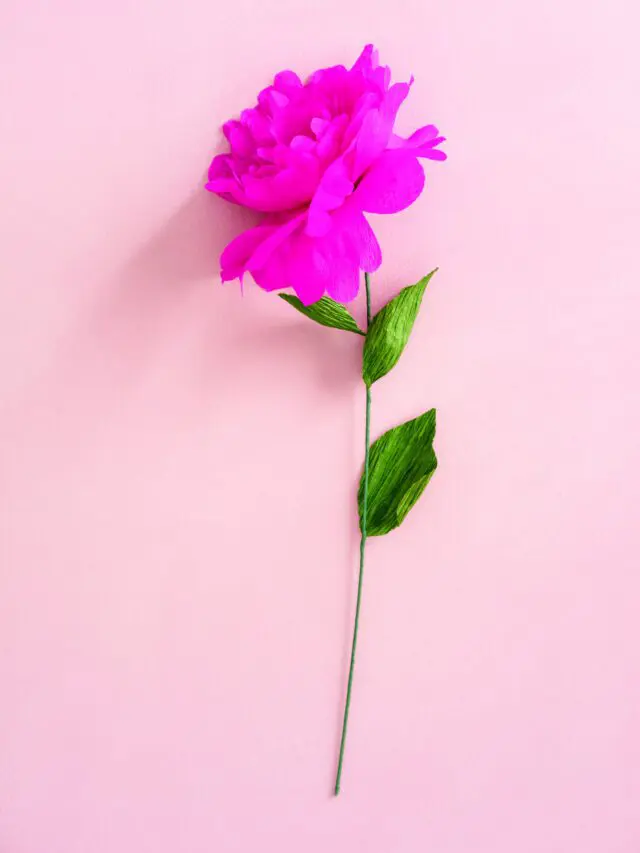 A pink crepe paper flower isolated in a pink background