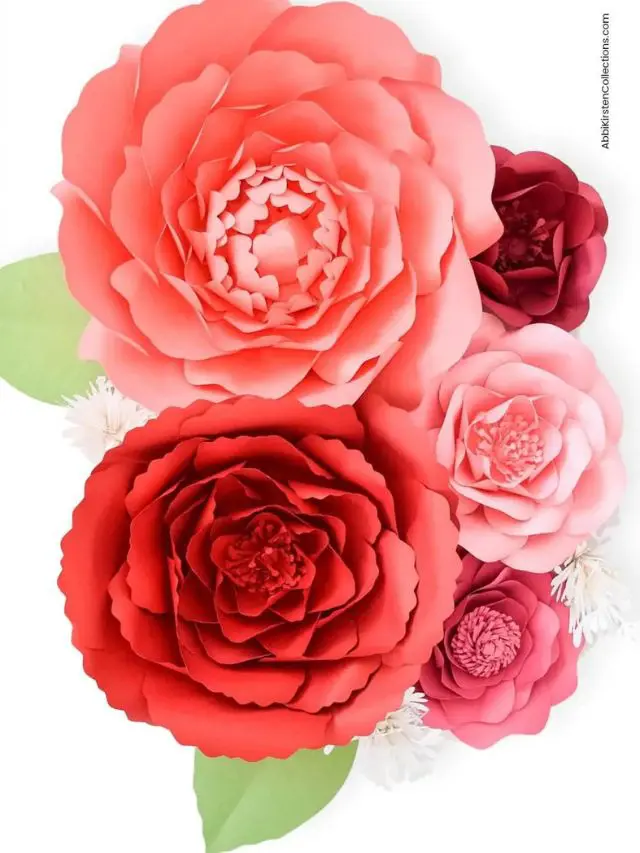 Giant paper poppies in red, pink and coral, isolated in a white background.