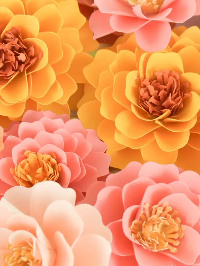 marigold-0133