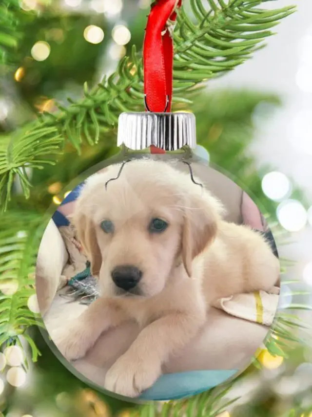 How To Make Floating Photo Ornaments With Cricut Story