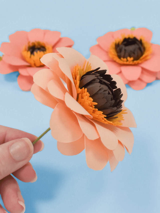 Orange paper zinnia flowers on a blue background.