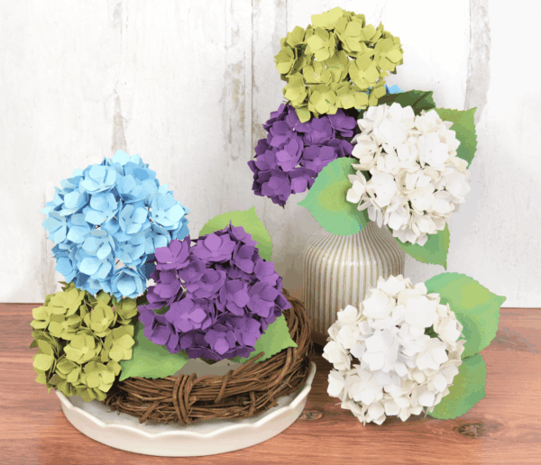 hydrangeas