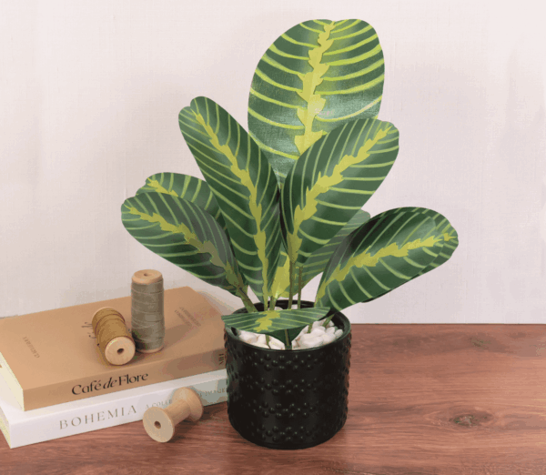 prayer plant