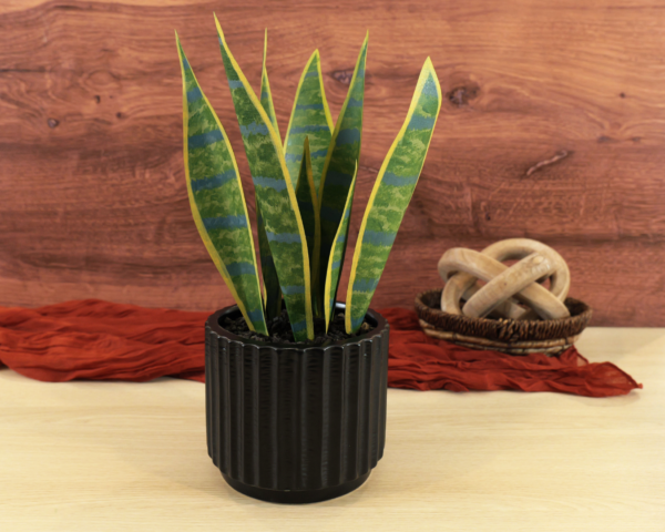 snake plant
