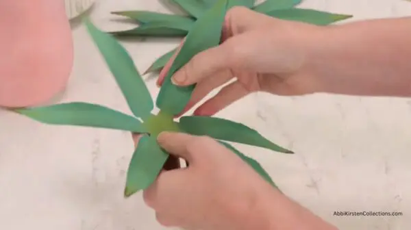 bending leaves upward around base