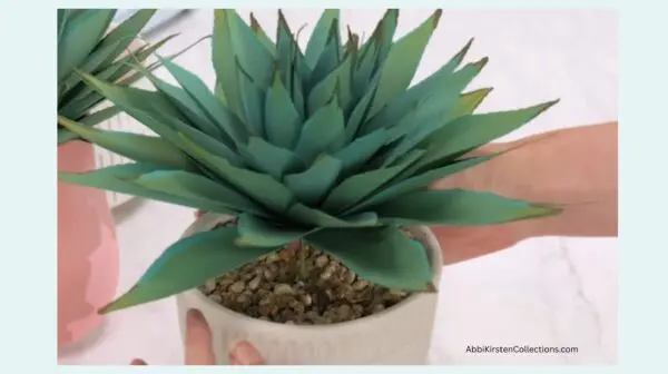 placing agave plant into container