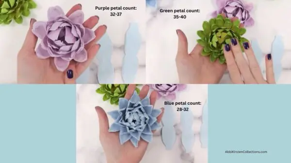 3 succulent flowers with noted petal counts