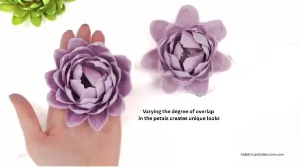 2 purple succulents with different petal overlap