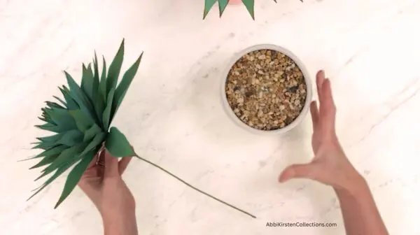 preparing container for agave plant