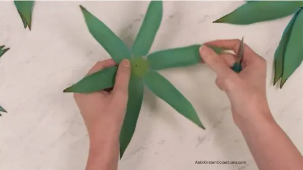punching hole in center of agave plant