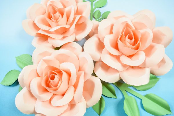 Three beautiful peach-colored serena paper roses sit on a light blue gradient backdrop. Green leaves lay under the roses. This tutorial will teach you how to make  your own DIY paper flower roses. 