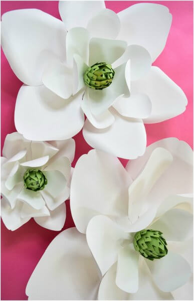 Three varying sizes of large white paper magnolia flowers with light green centers laying on a hot pink table. 