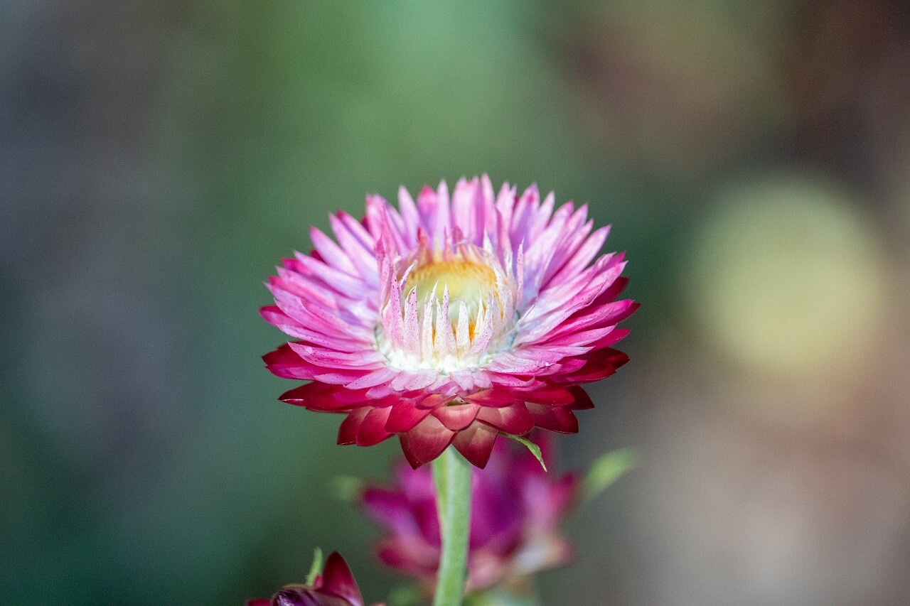 A single hot pink flower with a green stem. The background is blurred. 