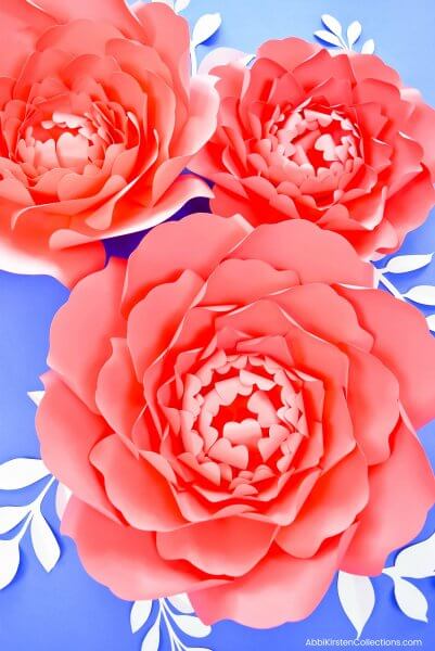 An overhead view of three large orange paper peonies on a blue background with white leaves. 
