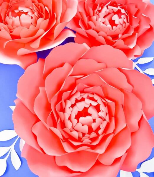 Get the large paper Gwendolyn peony template on Abbi's blog. This picture shows a close-up of three orange Gwendolyn peonies on a blue table with white paper leaves. 