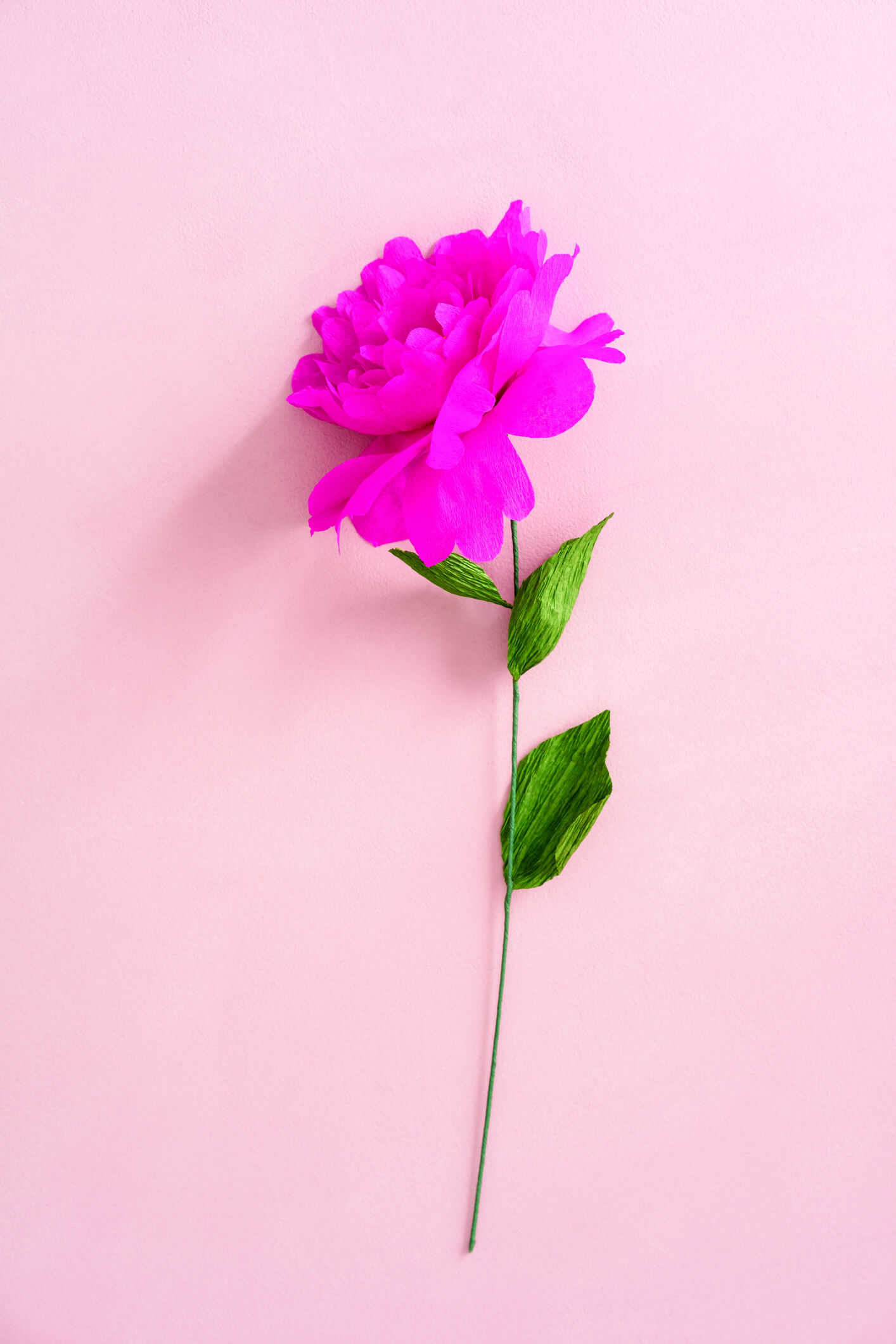 A single DIY crepe paper peony made with a bright purple crepe paper. The flower has a green stem and lays against a pink background.
