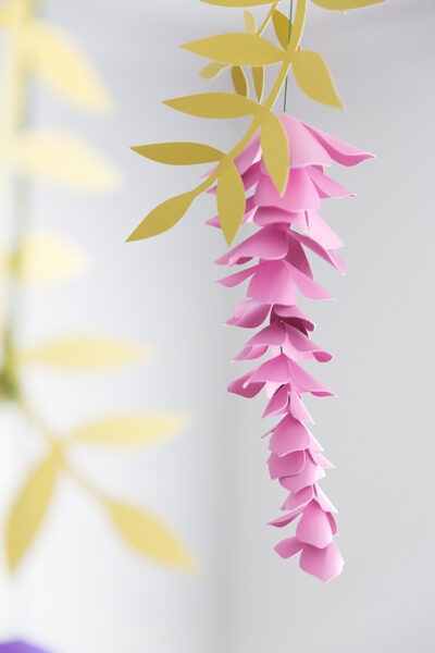 Purple hanging wisteria