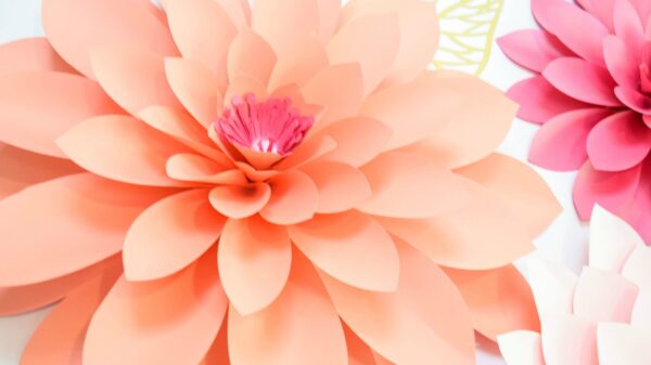 Gorgeous giant paper dahlias made with pink and orange paper.