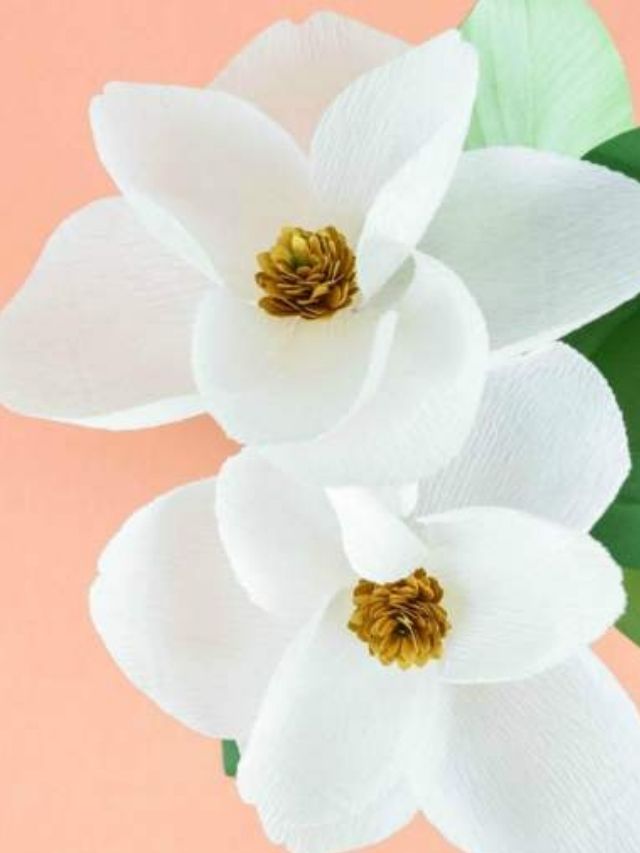 Create Delicate Crepe Paper Magnolia Flowers! Story