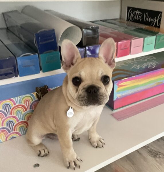 Liberty's headshot. Liberty is a small French bulldog with tan fur and a black nose. She's sitting on a shelf filled with craft supplies.