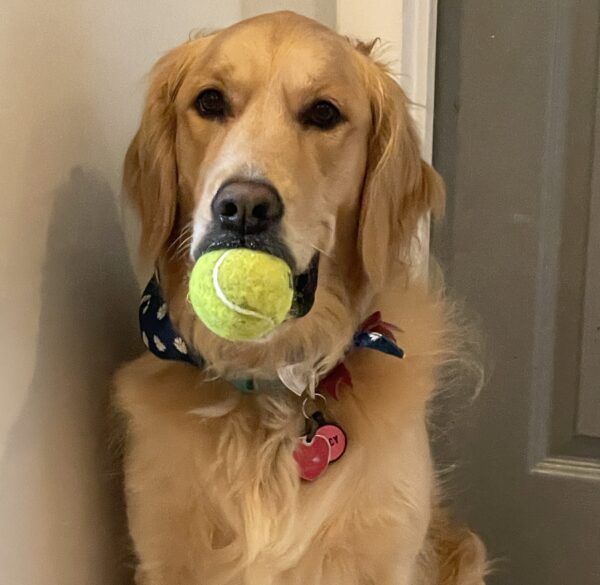 Macy's headshot. Macy is a golden retriever and holds a yellow tennis ball in her mouth.