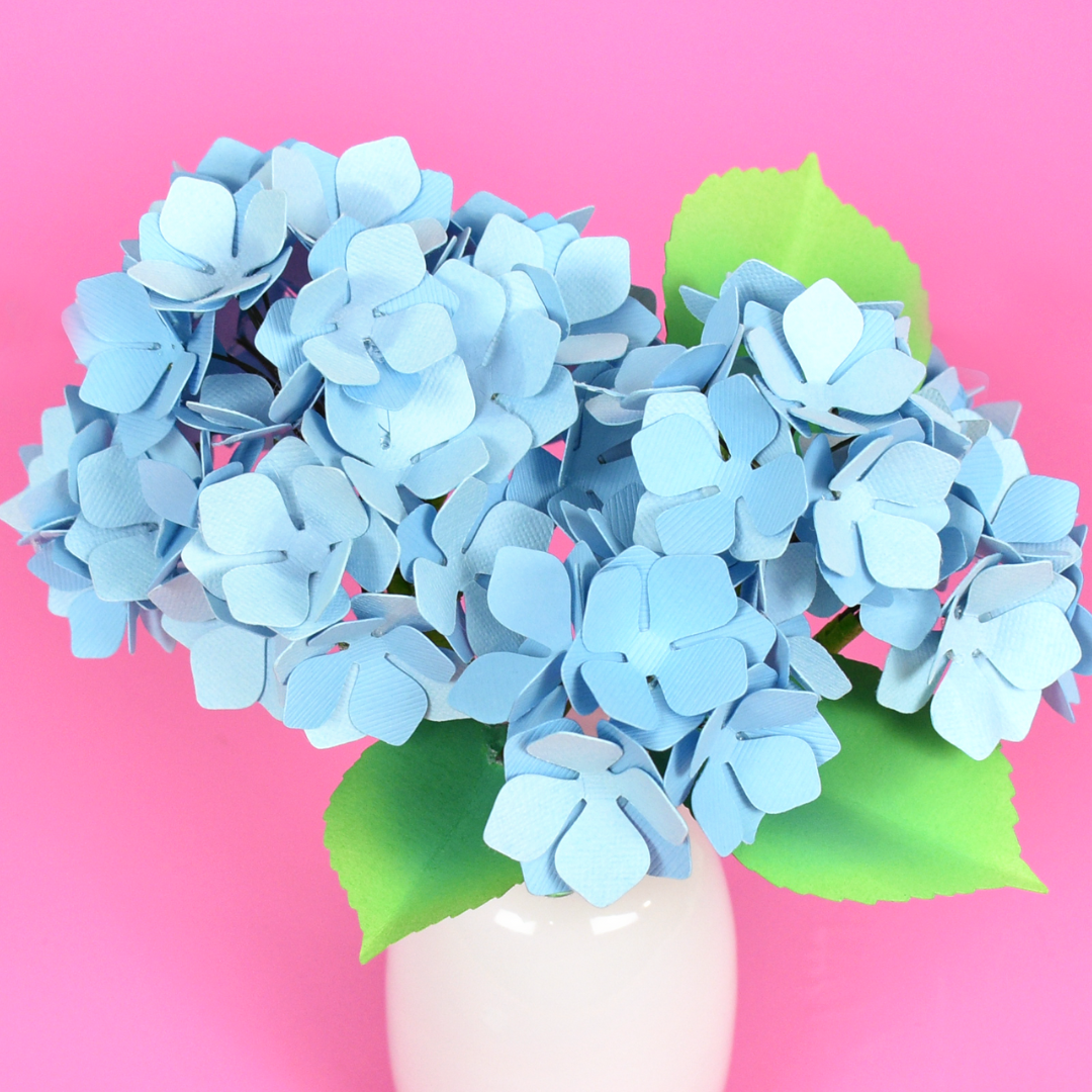 hydrangeas