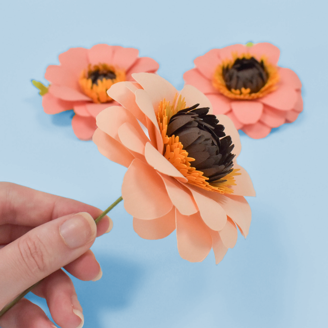 Orange paper zinnia flowers on a blue background.