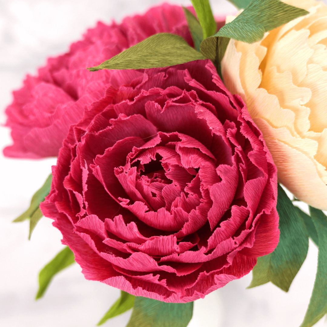 Cream and dark pink fluffy crepe paper peony flowers