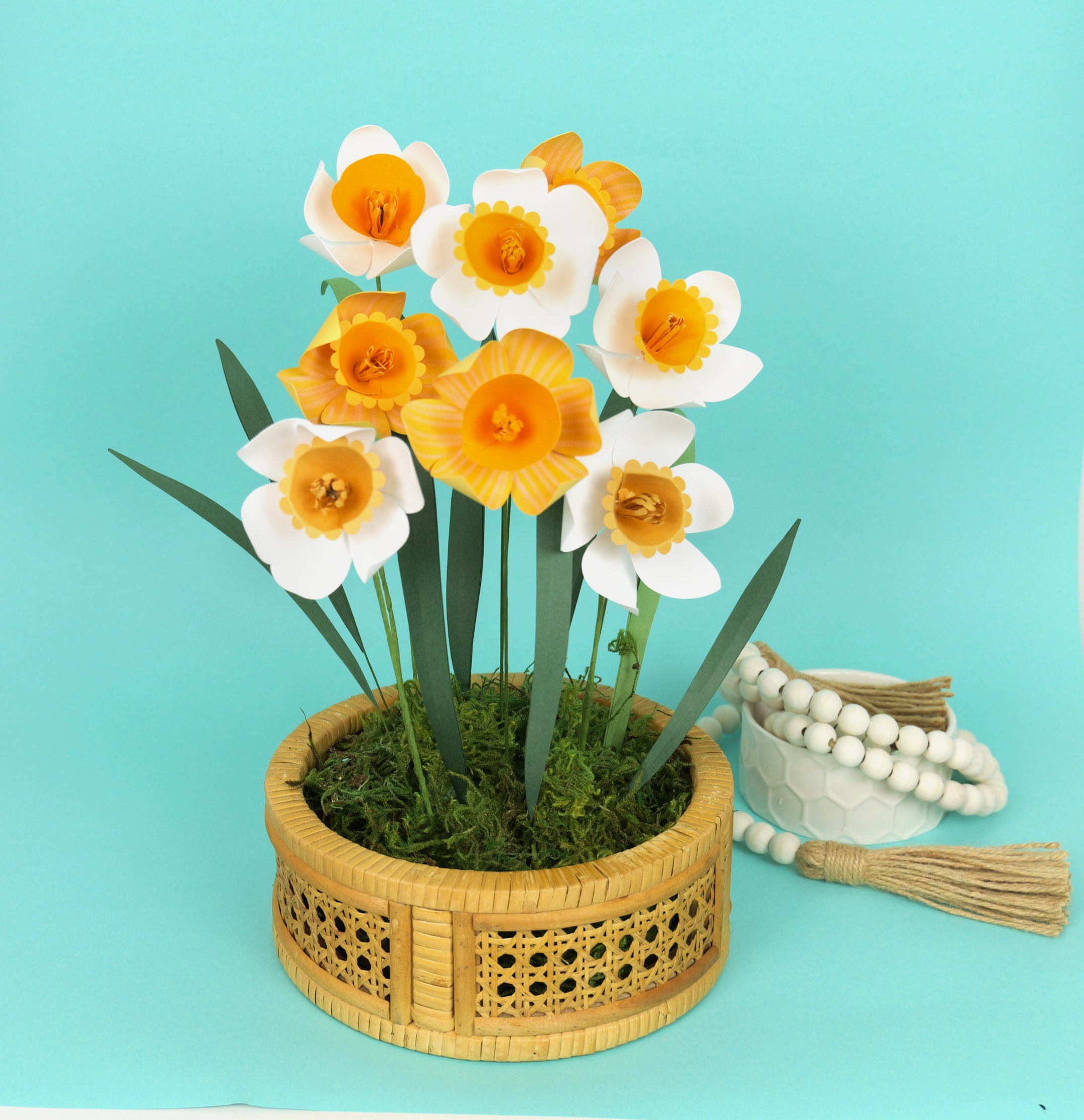 Daffodils4