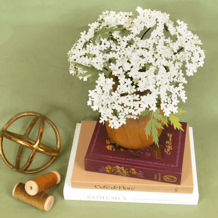 queen annes lace