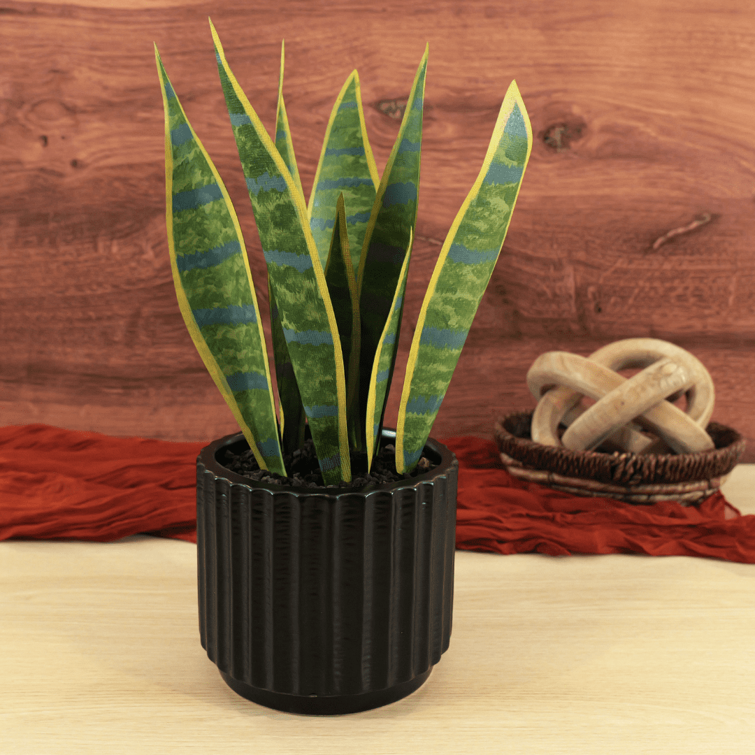 snake plant